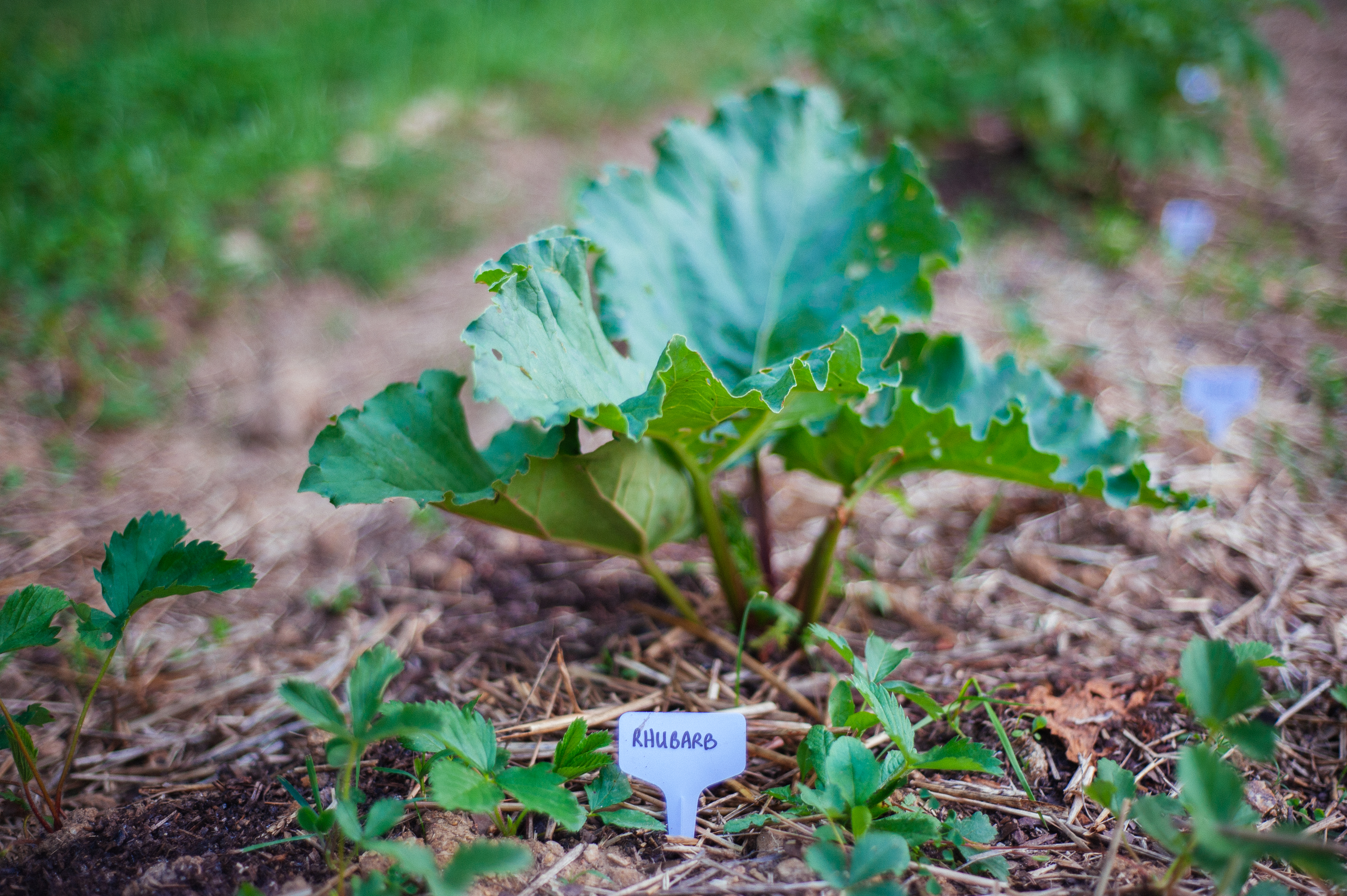 Greens came in nicely