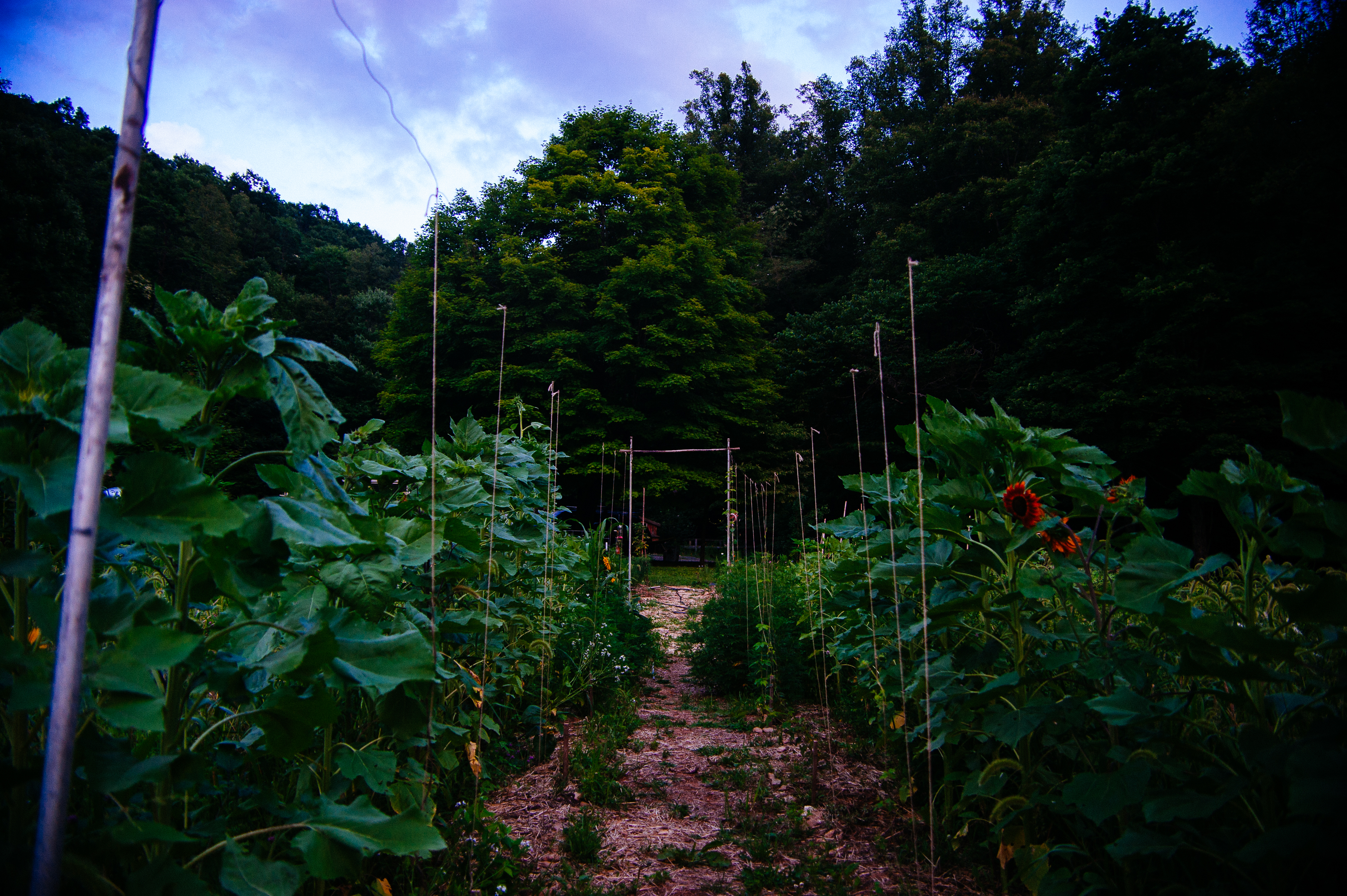 Green is better than money