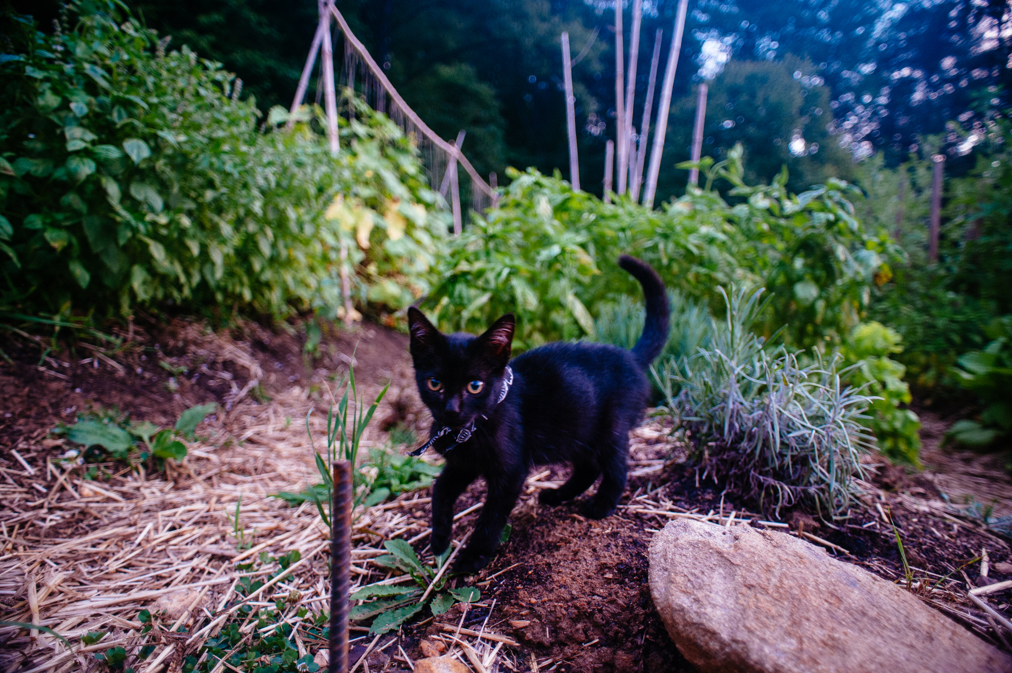 She loves the garden