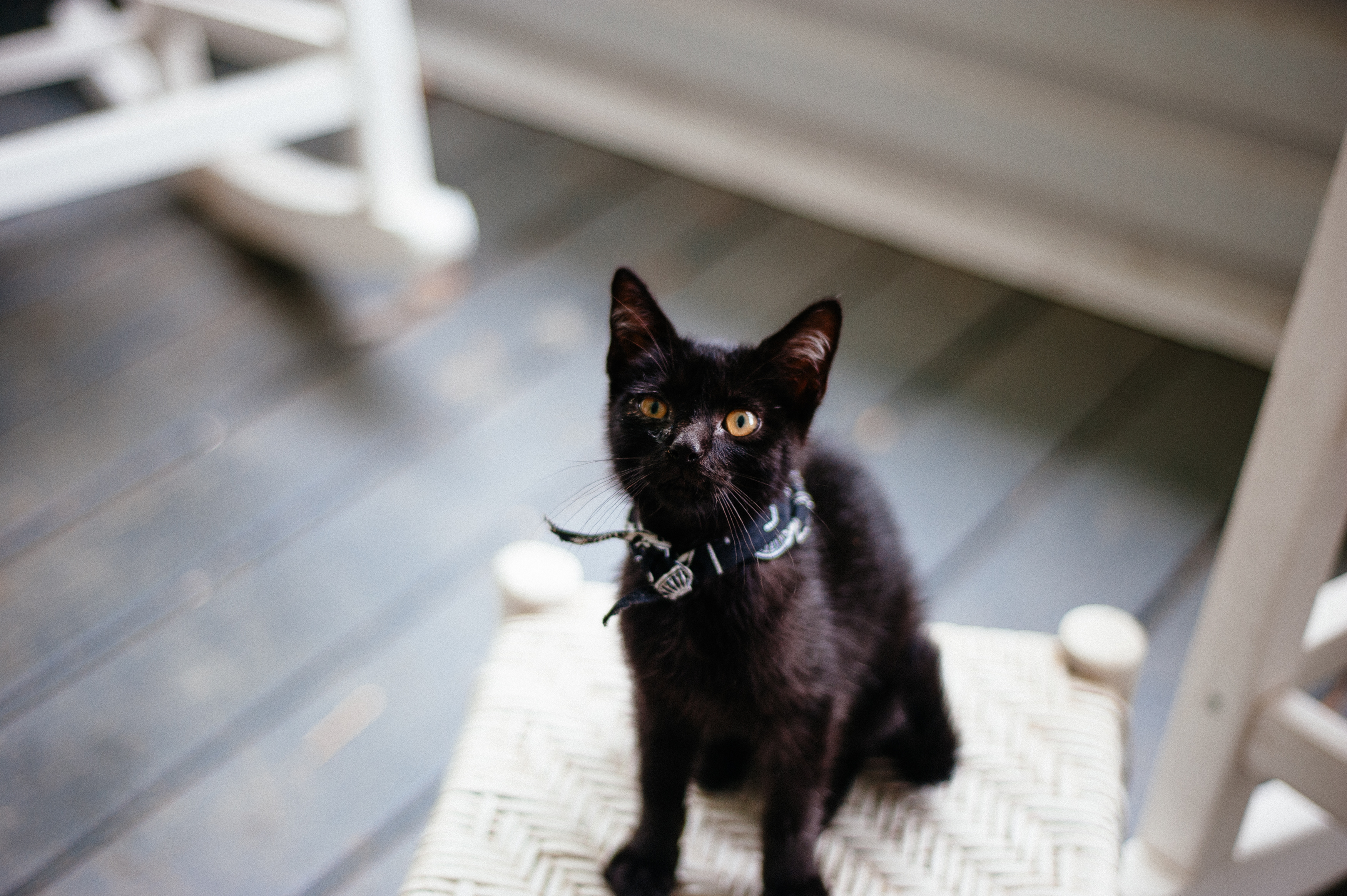 A wild porch cat appeared. (we named her debbie)